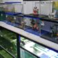 toko aquarium di Kendari